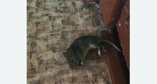 Дезинфекция от мышей в Кудымкаре