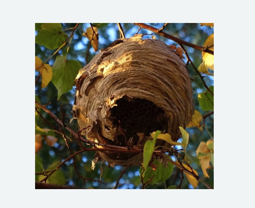 Обработка от шершней в Кудымкаре