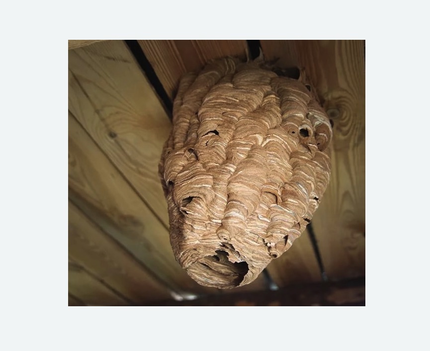 обработка от шершней в Кудымкаре