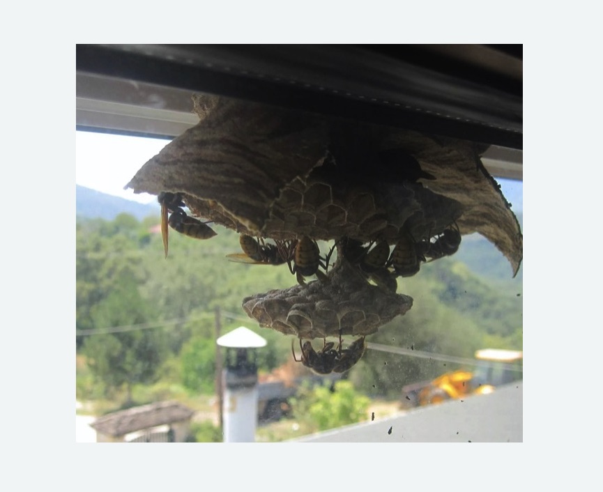 Уничтожение гнёзд шершней в Кудымкаре