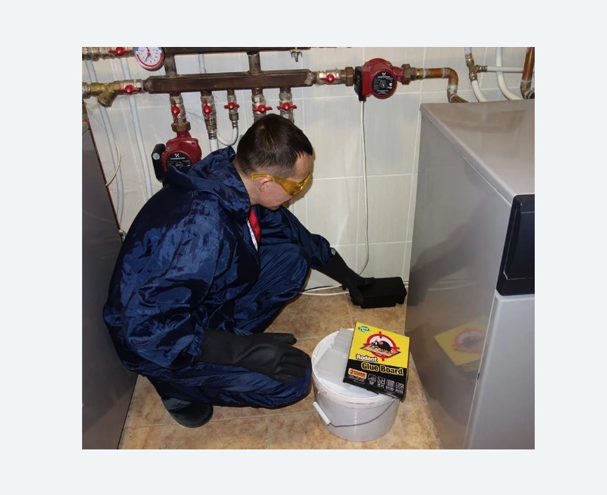 Уничтожение крыс в Кудымкаре