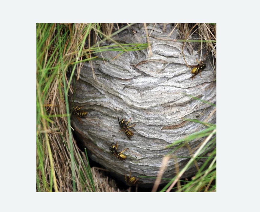 Уничтожение ос и ульев в Кудымкаре